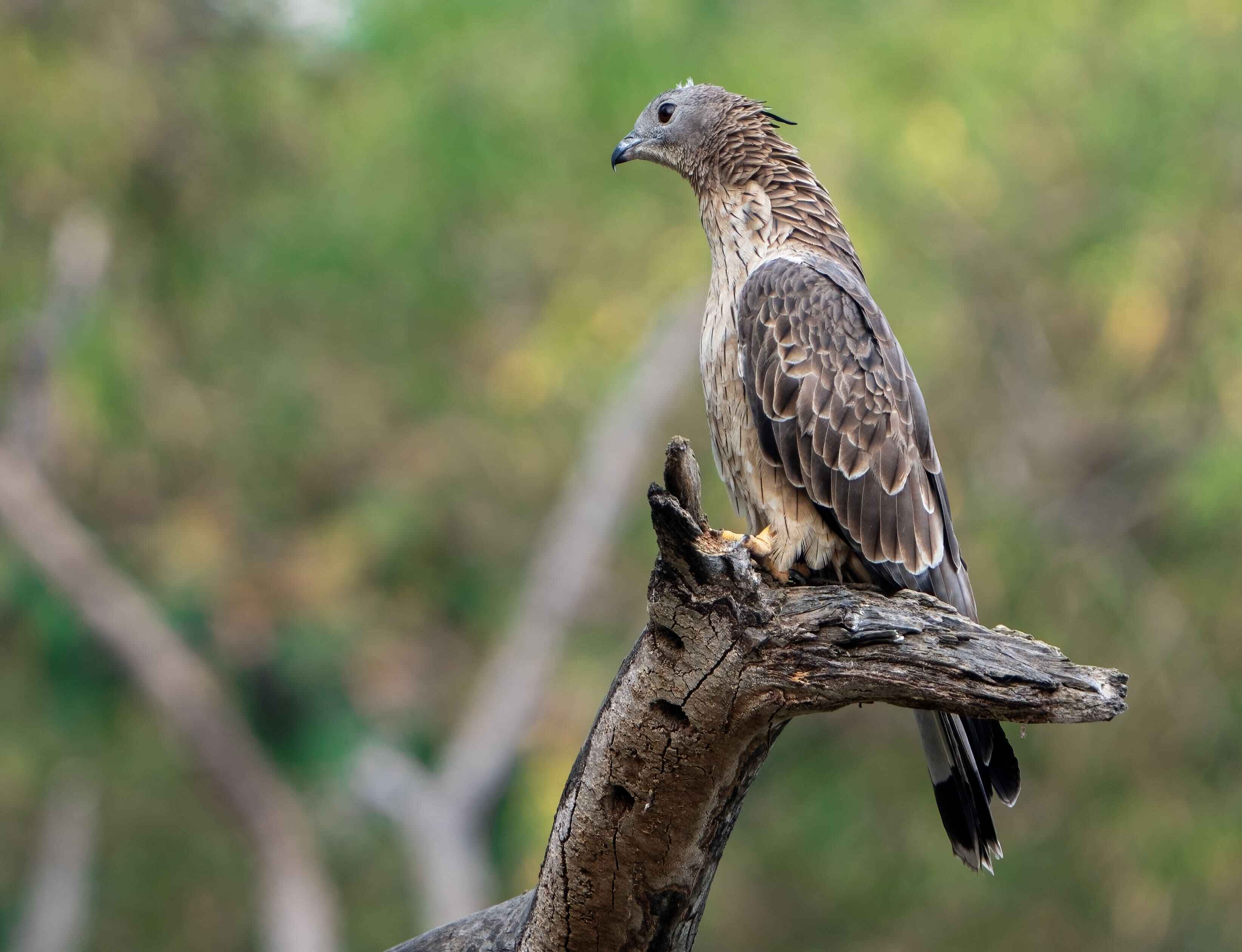 Honey Buzzard